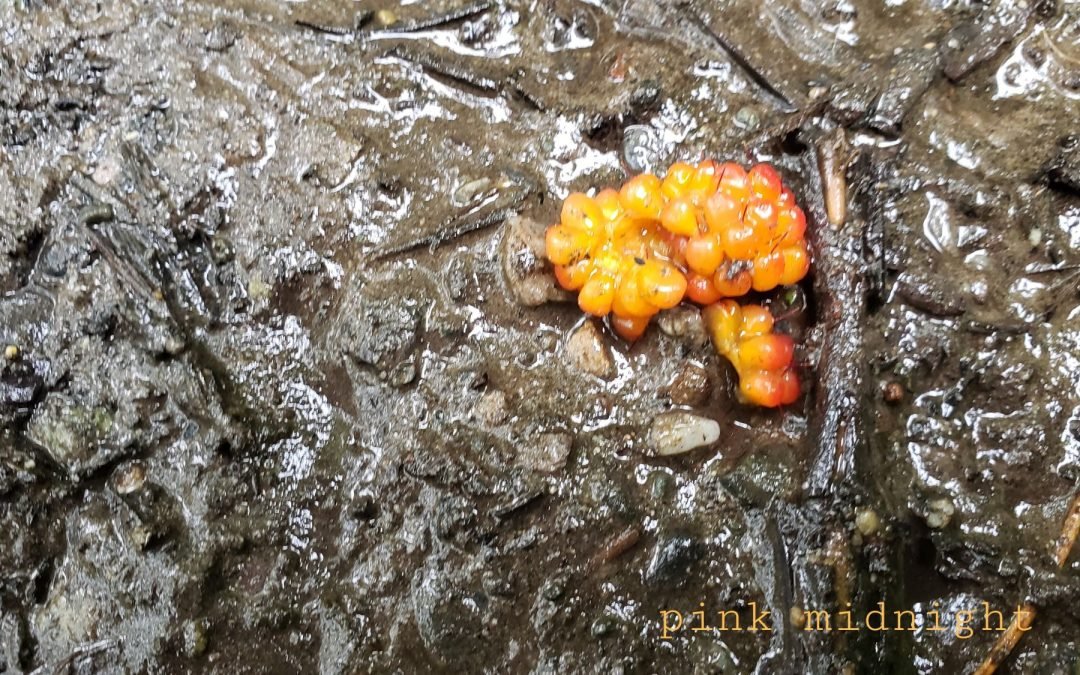 Salmon Berries in the Mud