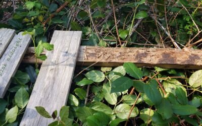 What’s Left of the Fence