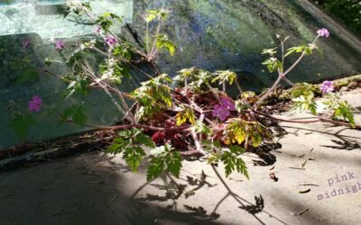 Dead Cars for Cranesbills